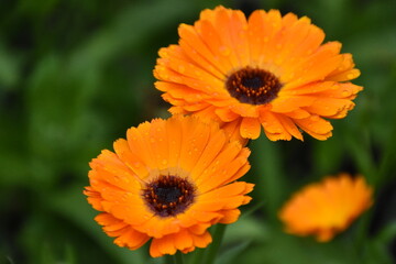 Radiant Calendula Flowers in Bloom

