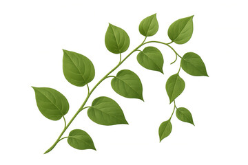 Obraz premium Green plant branch with fresh botanical leaves, natural foliage element on transparent background