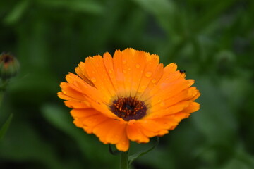 Radiant Calendula Flowers in Bloom


