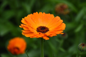 Radiant Calendula Flowers in Bloom

