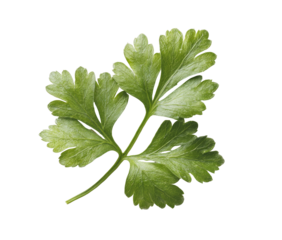 Close-up of vibrant green leafy sprig. Detailed rendering with sharp focus against a black background