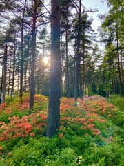 Fototapeta premium autumn in the forest