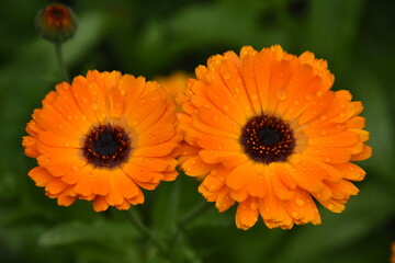 Radiant Calendula Flowers in Bloom

