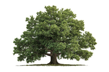 Fototapeta premium Isolated mature tree with a dense, leafy crown, dark trunk, and thin ground layer