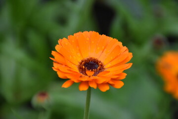 Radiant Calendula Flowers in Bloom

