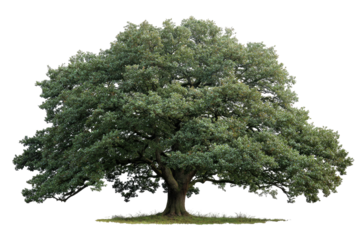 Isolated, full-leafed tree with a thick trunk and lush canopy, perfect for environment visuals