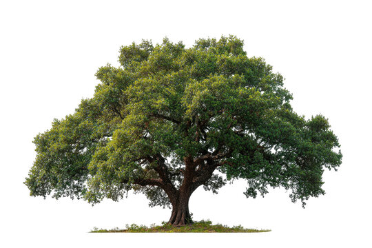 A vibrant, isolated tree with lush green foliage, a sturdy trunk, and a natural, transparent background