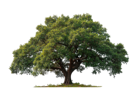 A vibrant, isolated tree with lush green foliage, a sturdy trunk, and a natural, transparent background