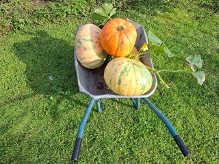 pumpkin on the grass