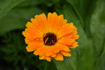 Radiant Calendula Flowers in Bloom

