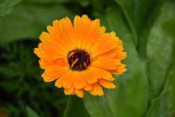 Radiant Calendula Flowers in Bloom

