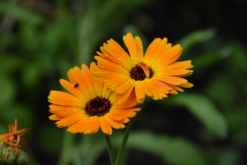 Radiant Calendula Flowers in Bloom

