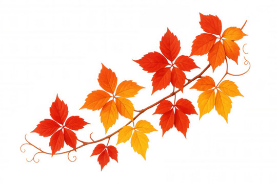 Autumn virginia creeper foliage showing vibrant red and orange leaves on a branch and transparent background