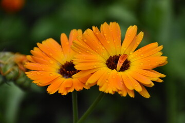 Radiant Calendula Flowers in Bloom

