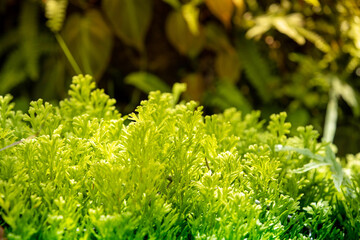 Close-up of lush green moss plants glowing in sunlight, showing natural texture and vibrant freshness. Perfect for backgrounds, eco concepts, or nature-themed designs emphasizing growth.