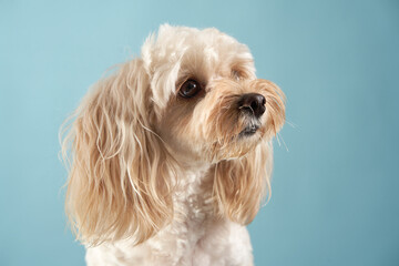 A Maltipoo looks off to the side, its gentle expression conveying curiosity. The soft blue background provides a soothing effect.