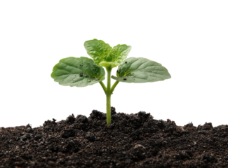 A young sprout emerges from dark soil, showcasing new life and growth