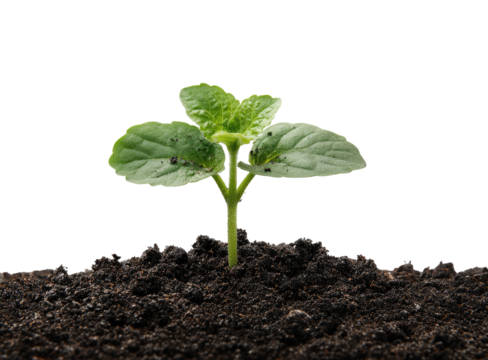 A young sprout emerges from dark soil, showcasing new life and growth