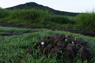 馬糞を分解するキノコと草千里ヶ浜