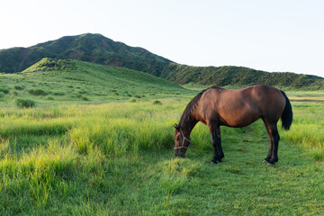 草千里ヶ浜でお食事中の馬