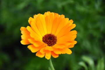 Radiant Calendula Flowers in Bloom

