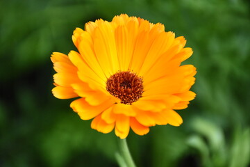 Radiant Calendula Flowers in Bloom

