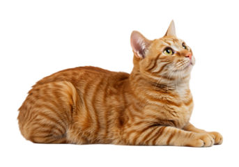 Orange tabby cat lying down looking up isolated on transparent background
