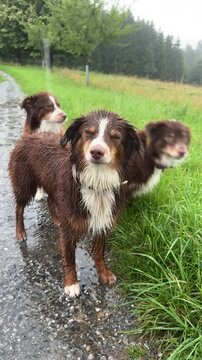 Charming and adorable dogs joyfully playing in the rainy, lush meadow filled with greenery