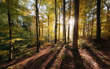 Obraz premium Sunlight filtering through dense autumn forest creating long shadows in the early afternoon