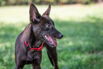 Rescue mixed breed dog during free activities on his foster playground
