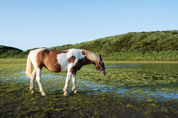 早朝の草千里ヶ浜と馬