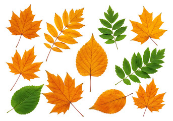 Collection of autumn leaves isolated on transparent background