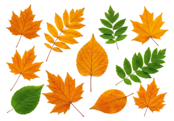 Collection of autumn leaves isolated on transparent background