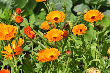 Radiant Calendula Flowers in Bloom

