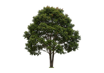 A lush green deciduous tree isolated on transparent background