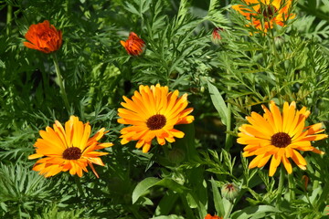Radiant Calendula Flowers in Bloom

