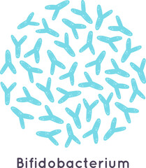 Bifidobacterium bacteria microorganisms creating gut microbiome illustration
