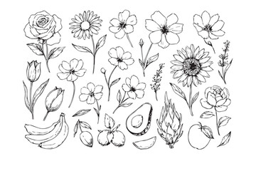 Collection of hand drawn botanical illustrations of flowers fruits and vegetables