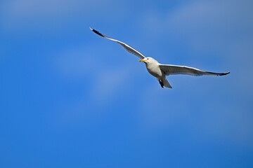 Caspian gull // Steppenmöwe (Larus cachinnans) - Danube Delta, Romania