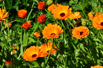 Radiant Calendula Flowers in Bloom

