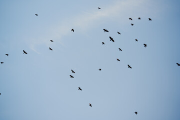 Birds flying across a clear blue sky during the early morning hours