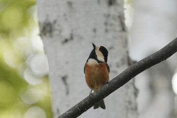 木に止まるヤマガラ