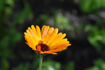 Radiant Calendula Flowers in Bloom
