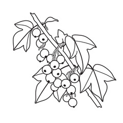 Black and White Outline Drawing Blackcurrant Branch