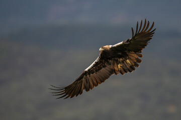 Iberian Imperial eagle