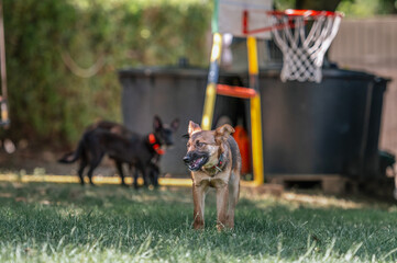 Rescued dogs during daily routine activities such as free walk and run, socialization and obedience...