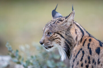 Obraz premium Iberian lynx close up