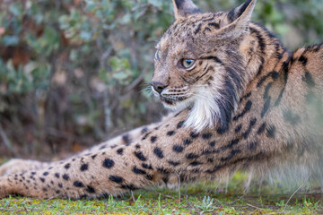 Iberian lynx close up