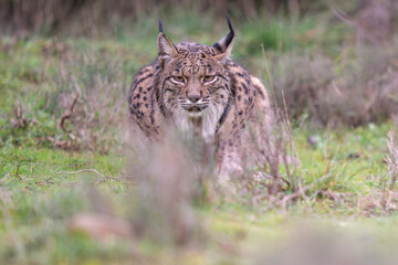 Iberian lynx in green vegetation