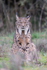 Iberian lynx in green vegetation
